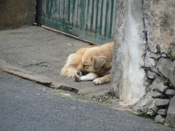 Abandoned Cats and Dogs of Madeira by Brenda Farrell - GoFundMe