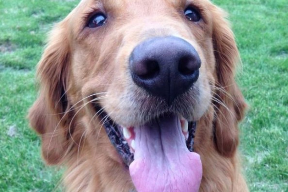 GoFundMe Campaign Photo