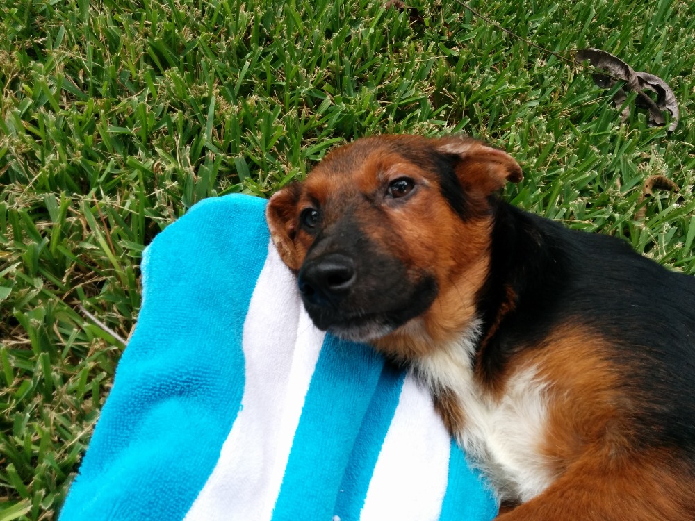 puppy buddy with heartbeat