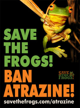 save the frogs