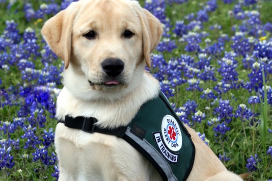 Service Dog (Diabetic Alert Dog) by Debbie Kelsay Norris ...